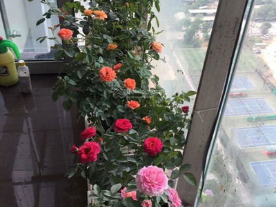 Indochina Plaza, Vietnam Indochina Plaza, Vietnam