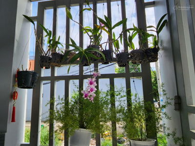 1419, Vietnam  1419, Vietnam