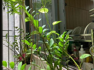 Nguyen Oanh Street, Vietnam Nguyen Oanh Street, Vietnam