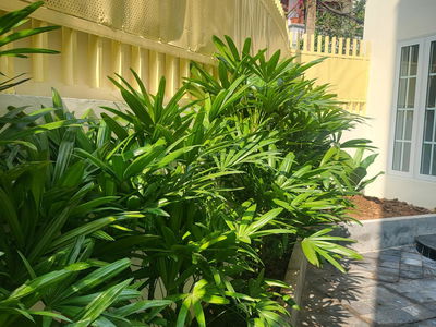 Lane 236, Vietnam Lane 236, Vietnam