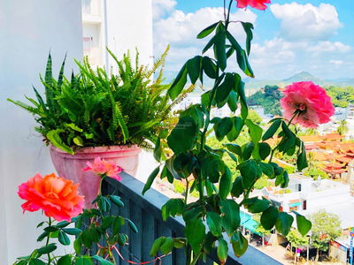 Vinh Diem Trung, Vietnam Vinh Diem Trung, Vietnam