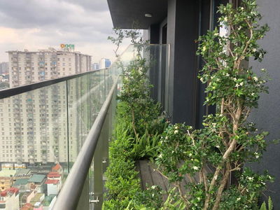 Green Diamond, Vietnam Green Diamond, Vietnam