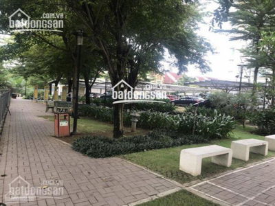 Flora Cherry, Vietnam Flora Cherry, Vietnam