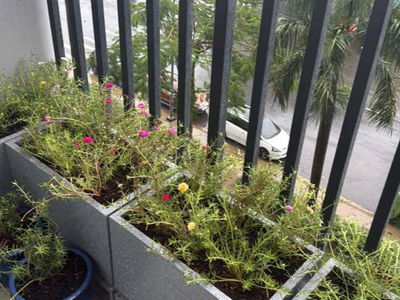 Lovera Vista, Vietnam Lovera Vista, Vietnam