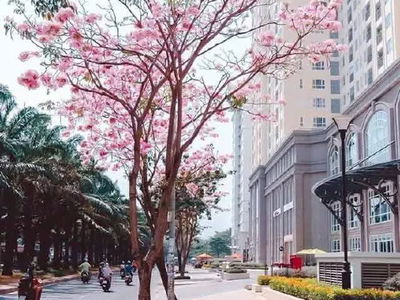 Saigon Mia, Vietnam Saigon Mia, Vietnam