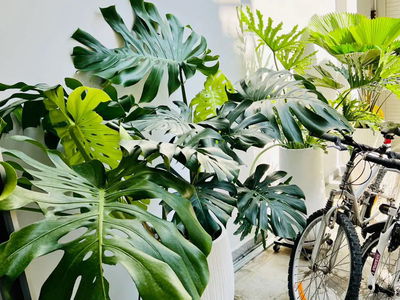 Logement dans Ho Chi Minh City, Vietnam Logement dans Ho Chi Minh City, Vietnam