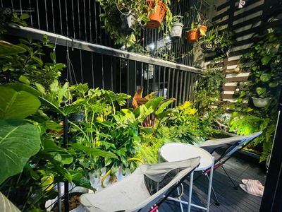 Golden Field My Dinh, Vietnam Golden Field My Dinh, Vietnam