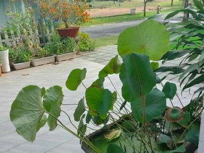 Alojamiento en Di An, Vietnam Alojamiento en Di An, Vietnam