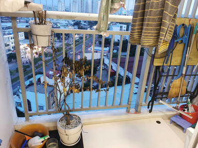 Moonlight, Vietnam Moonlight, Vietnam