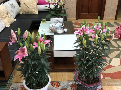 Xa La Urban Area Project, Vietnam Xa La Urban Area Project, Vietnam