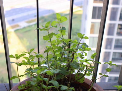 Eco Green Saigon, Vietnam Eco Green Saigon, Vietnam