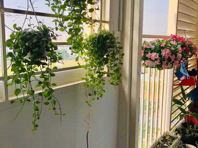 Ehome S, Vietnam Ehome S, Vietnam