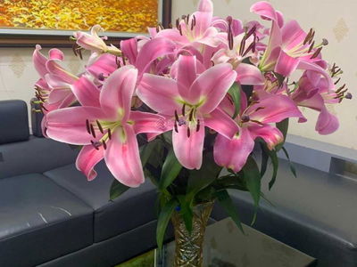 Nam Xa La Project, Vietnam Nam Xa La Project, Vietnam