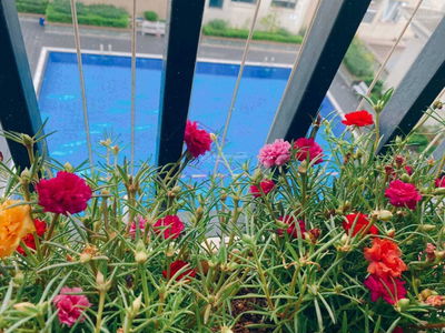 VOV Me Tri Project, Vietnam VOV Me Tri Project, Vietnam