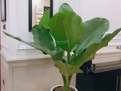 Goldmark City Project, Vietnam Goldmark City Project, Vietnam