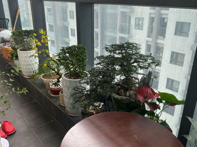 Mandarin Garden Project, Vietnam  Mandarin Garden Project, Vietnam
