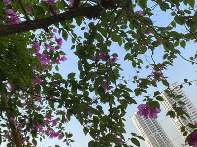 Duong Noi New Urban Area Project, Vietnam Duong Noi New Urban Area Project, Vietnam