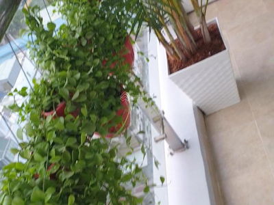 The Harmona, Vietnam The Harmona, Vietnam