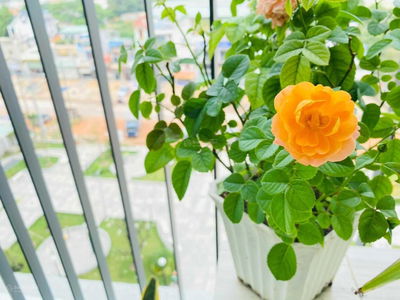 Bcons Garden Project, Vietnam Bcons Garden Project, Vietnam