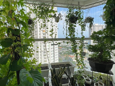 Hoang Anh Thanh Binh, Vietnam  Hoang Anh Thanh Binh, Vietnam