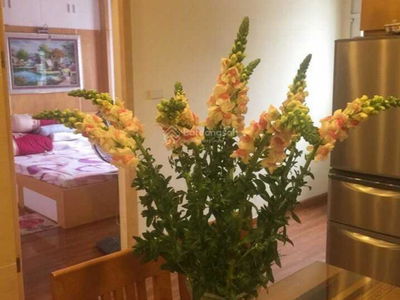 Lane 84, Vietnam Lane 84, Vietnam