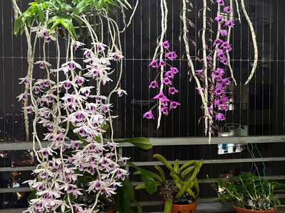 Truong Dinh Complex Project, Vietnam Truong Dinh Complex Project, Vietnam