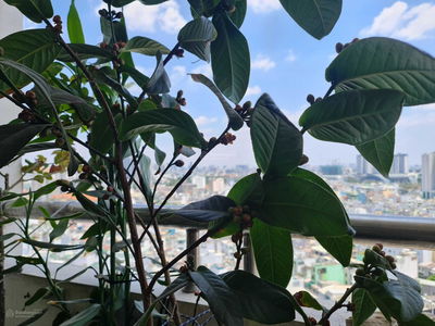 The Useful Apartment, Vietnam The Useful Apartment, Vietnam