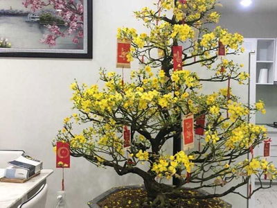 Kingston Residence Project, Vietnam Kingston Residence Project, Vietnam