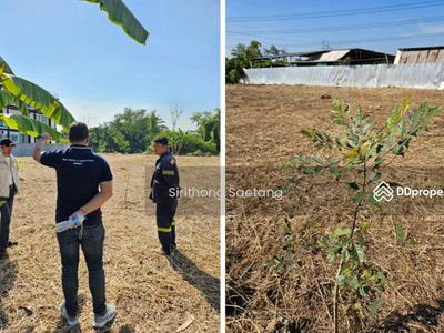 Land has been filled in, 365 square wah, Soi Ruamchit, Bang Waek Road, Bang Phai Subdistrict, Bang Khae District, near the Blue Skytrain, Lak Song, Bangkok., Thailand Land has been filled in, 365 square wah, Soi Ruamchit, Bang Waek Road, Bang Phai Subdistrict, Bang Khae District, near the Blue Skytrain, Lak Song, Bangkok., Thailand