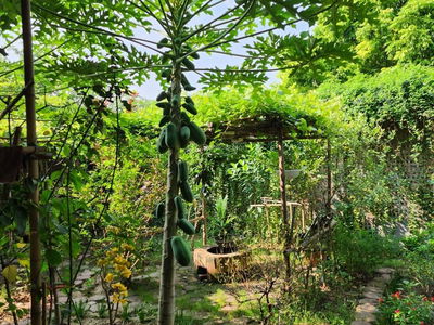 Logement dans Co Loa, Vietnam Logement dans Co Loa, Vietnam