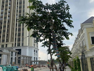 An Lac Green Symphony, Vietnam An Lac Green Symphony, Vietnam