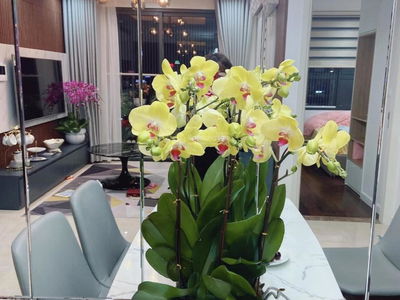 Seasons Avenue, Vietnam Seasons Avenue, Vietnam