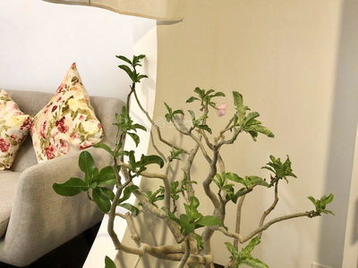 Botanica Premier, Vietnam Botanica Premier, Vietnam